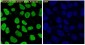 Anti-Phospho-Smad3 (S423 + S425) Rabbit Monoclonal Antibody